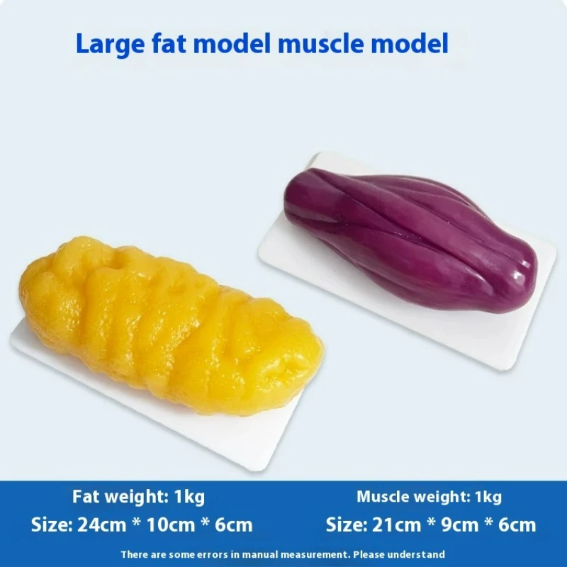 Nutrition Fitness Center - نماذج مقلدة للعضلات والدهون البشرية، نموذج